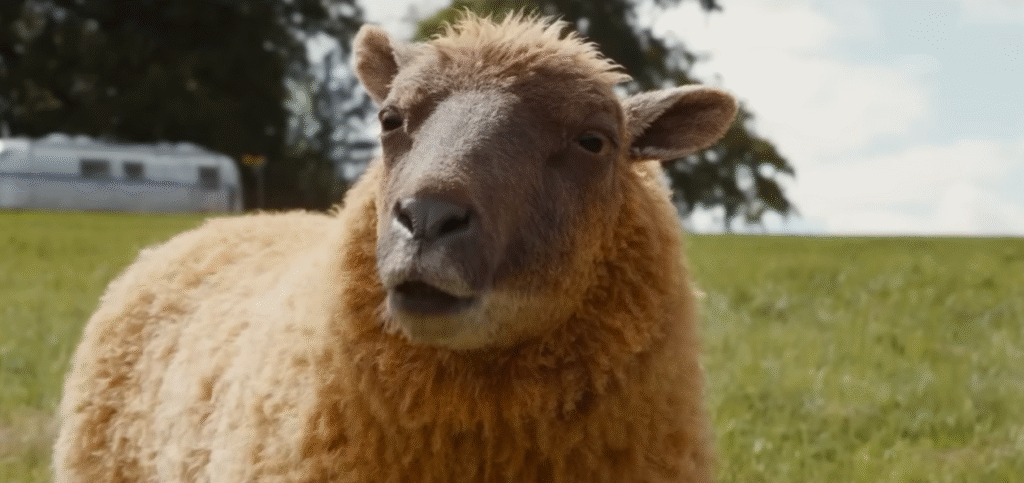 The Sheep Detectives