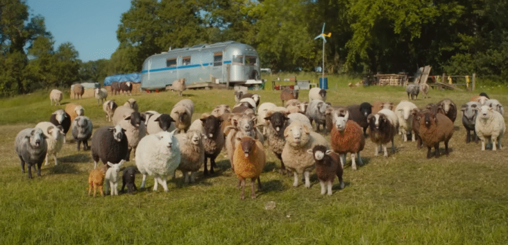 The Sheep Detectives